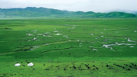 4，阿万仓湿地，水草丰美，牦牛如星星点缀在这张绿色的大地毯上，好一幅自然和谐的画卷.JPG