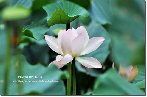 Shanghai: la flor de loto en su plena floración 2