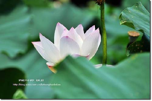 Shanghai: la flor de loto en su plena floración 3