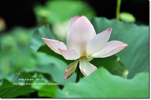 Shanghai: la flor de loto en su plena floración 4