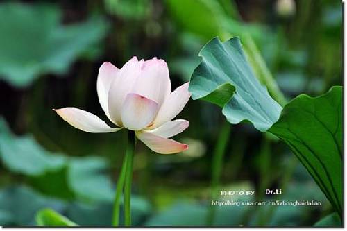 Shanghai: la flor de loto en su plena floración 5