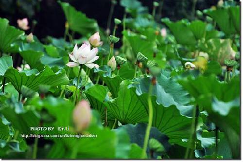 Shanghai: la flor de loto en su plena floración 11