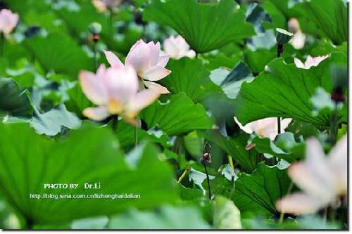 Shanghai: la flor de loto en su plena floración 13