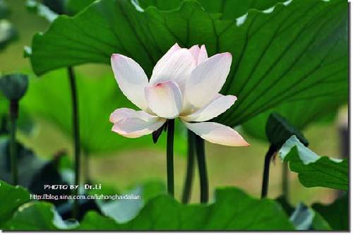 Shanghai: la flor de loto en su plena floración 18
