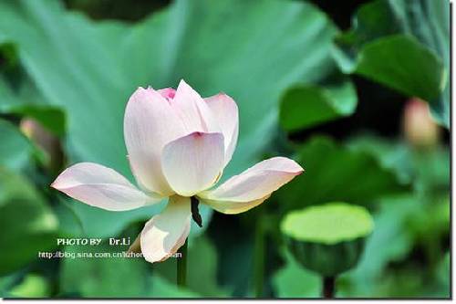 Shanghai: la flor de loto en su plena floración 19