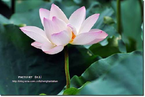 Shanghai: la flor de loto en su plena floración 231